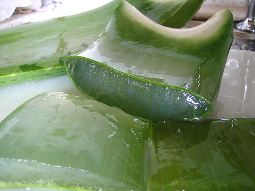 aloe_vera.jpg