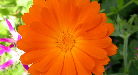 calendula.jpg
