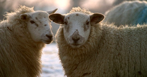 sheep2.jpg