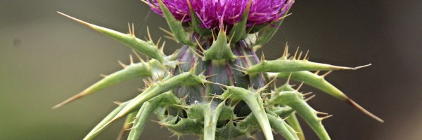 Milk Thistle, Overlooked Herb for Diabetes
