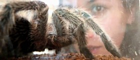 Could Tarantula Venom Relieve Pain?