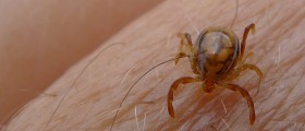 Long-Term Antibiotics Don't Work In Lyme Disease Treatment