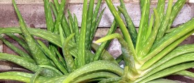 Aloe Vera Gel and Juice: One of the World's Most Popular Herbs for Good Reason