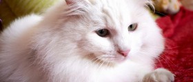 Is Your Pet Diabetic?
