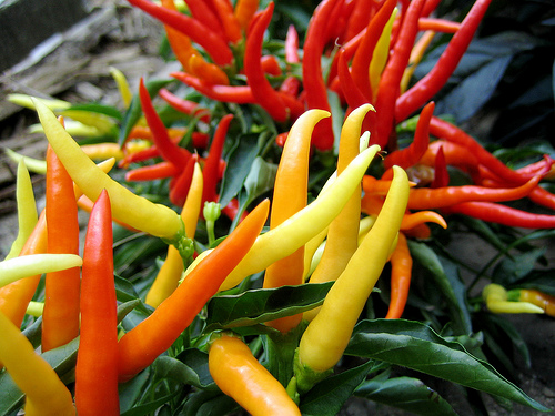 chilli_peppers.jpg