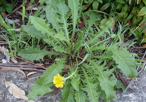 dandelion.jpg