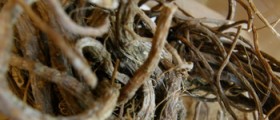 Dong Quai: Herbal Supplement to Boost Fertility