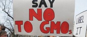 A Link Between GMO and Infertility Found - Again. Have You Really Ever Questioned it?