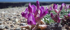 Chinese Herbs for Fertility