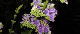 Vitex and Infertility: Chasteberry to Increase Fertility