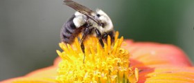 Bee pollen nutrition facts