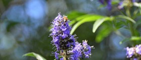 Vitex and Endometriosis