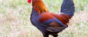 History of the bird flu