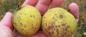 Black walnut extract