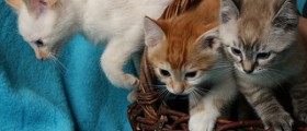 The Power of Pets When Trying to Conceive