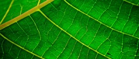 Chlorophyll and your very good health