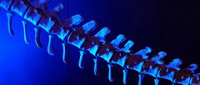 Fractured tailbone facts