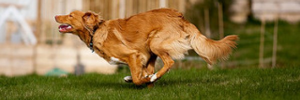 Back pain symptoms in dogs