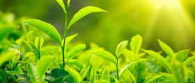 Nutritional Supplements for PCOS
