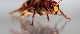 How to treat a hornet sting