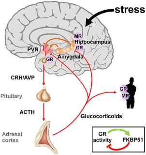 Corticosteroid immune response