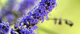 Vitex (Chasteberry) Side Effects