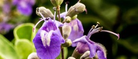 Vitex (Chasteberry) and Fertility