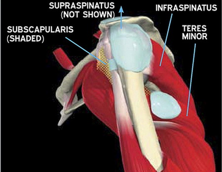 Most Common Sports and Fitness Injuries - and How to Treat ...