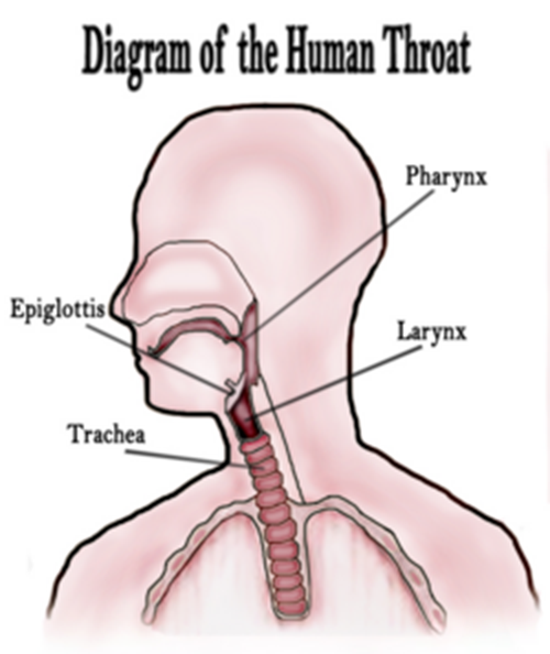 Knot In Throat When Swallowing 102