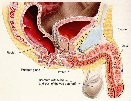 What are the possible reasons for having smelly urine?