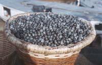Acai berry destroys cancer cells