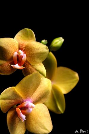 Aphrodisiac recipes to inspire intimate desires
