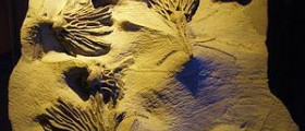 Calcium fructoborate facts