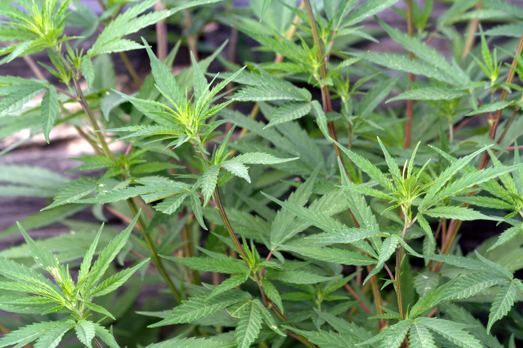 cannabis-plants.jpg