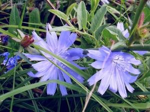 Chicory root tea