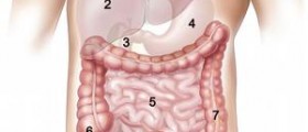 Digestion in the small intestine
