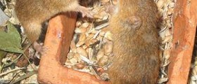Disease caused by rats