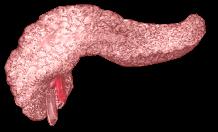 Endocrine cells in pancreas