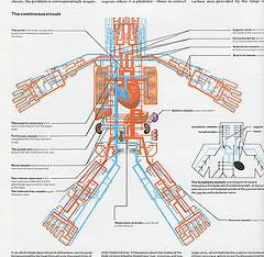 article endocrine system article endocrine system