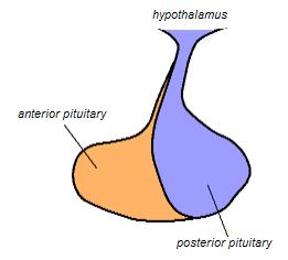 Endocrine disorders causes