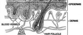 Epidermolysis bullosa acquisita treatment