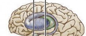Estrogen and brain facts