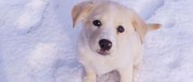 Eye disease in dogs