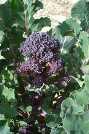 Folic acid and its benefits