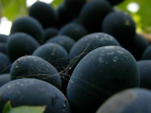 Grapes for weight loss and good health