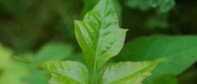 9 breast worx vaginal poison oak