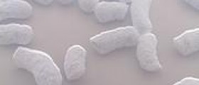 Information about diseases caused by Coronaviruses