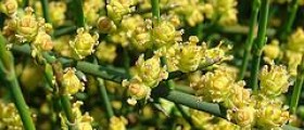 Information about ephedra