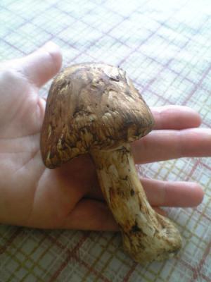 Matsutake mushrooms - health benefits