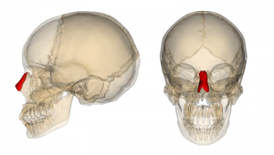 Nasal decongestant facts